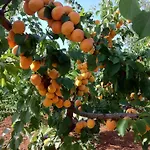 Parcomonsignore
