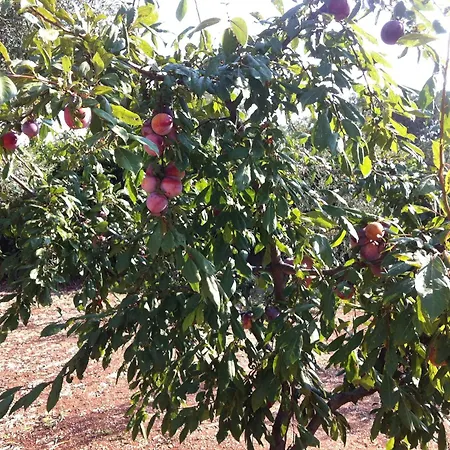 Frühstückspension B&B Parcomonsignore 3*